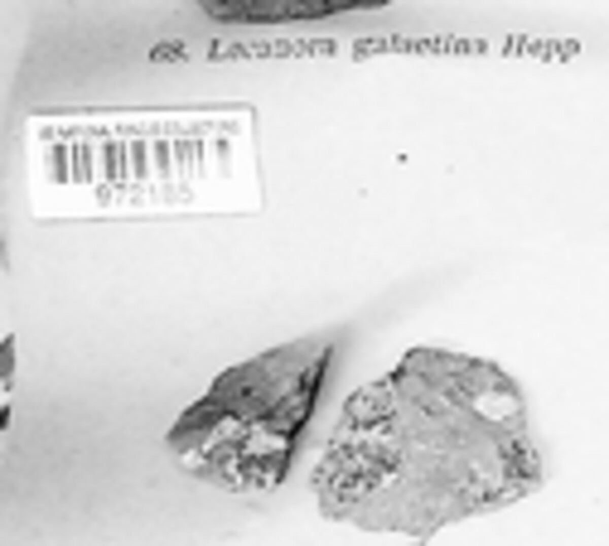 Polyozosia albescens image